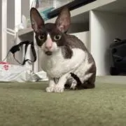 LittleAnnの画像