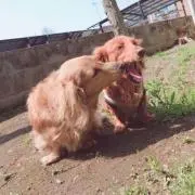 なんちゃんの画像