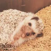 あんみつの画像