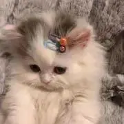 奈々の画像