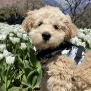 ちゃたとももたの画像