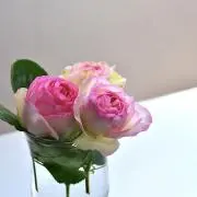 ぱこの画像