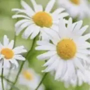 norinoriの画像