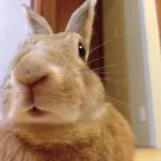 piyokoniの画像