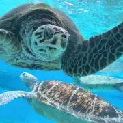 ウミガメ【 即購入OK！】の画像