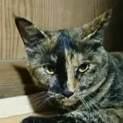 リリーの画像