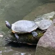 えびたんの画像