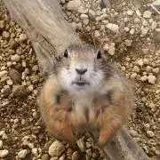 ぴゅんまるの画像