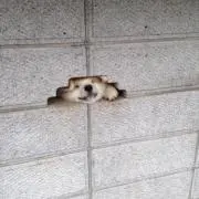 scの画像