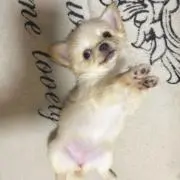 ゆあの画像