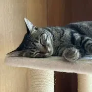 だいずとこむぎ