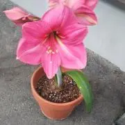 FLOWERの画像