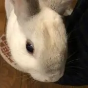 月の子の画像