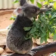 ピンガ♪しばらくオーダーお休みしますの画像