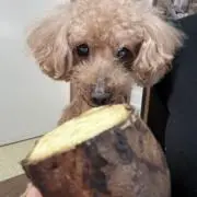 いーちゃんの画像