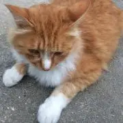 チャチャ☻の画像