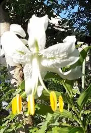 百合の画像