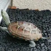 カラフル⭐︎