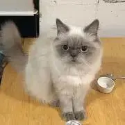 なかさとの画像