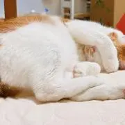 つじこの画像