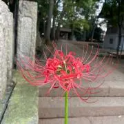 SMILEの画像