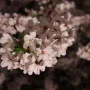 Tono☻の画像