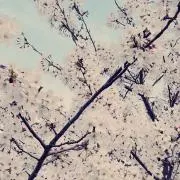 花散里の画像