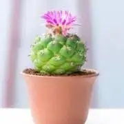 hana☆の画像