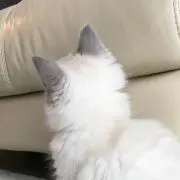 Catの画像
