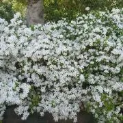 ユリミナ