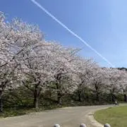 cocoの画像