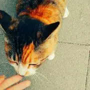 あり