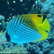 コスタデルソルの画像