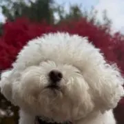 こんの画像
