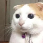 Lackisの画像