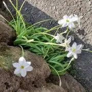 ジェロの画像