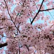 大分最高！の画像