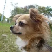 VICKY
