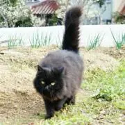 TOM-Oの画像