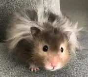 プチママの画像
