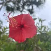 tの画像