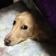 えみ