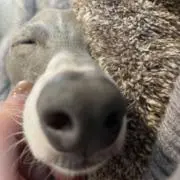 ぴ