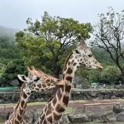 ★チョコ★の画像