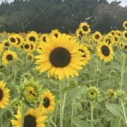 あべ