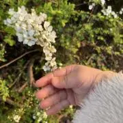 ココの画像