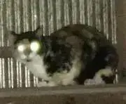 ウオッカの画像