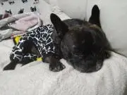 あみぃごの画像