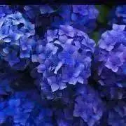 紫陽花の画像