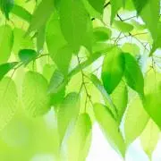 なつはるそうの画像